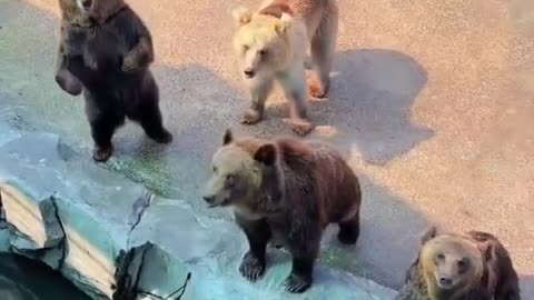 Bear Dancing🧸