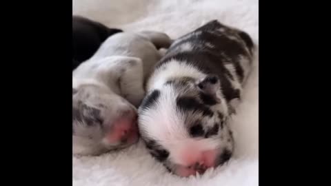 Very cyut puppys nice video