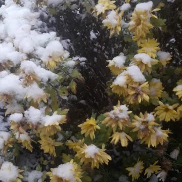 Chrysanthemums in snow clothes