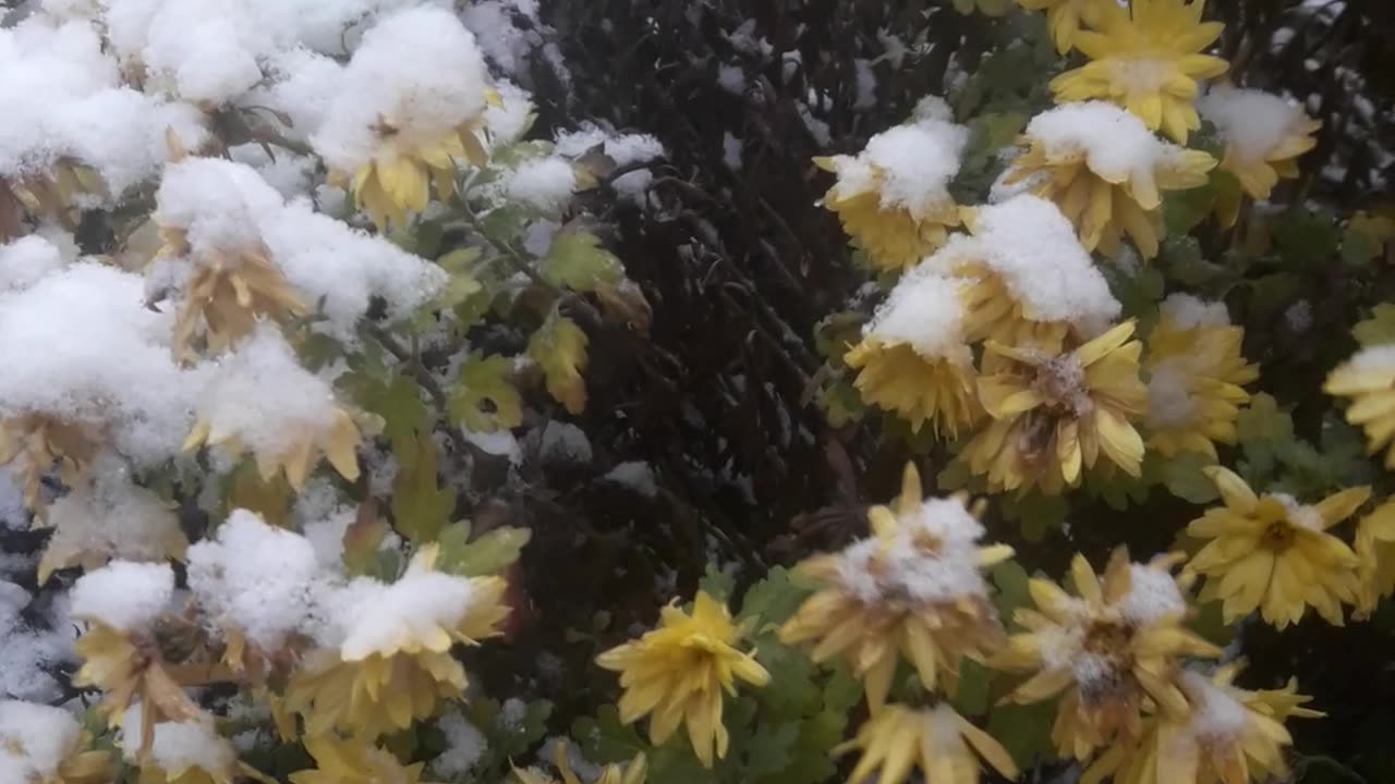 Chrysanthemums in snow clothes