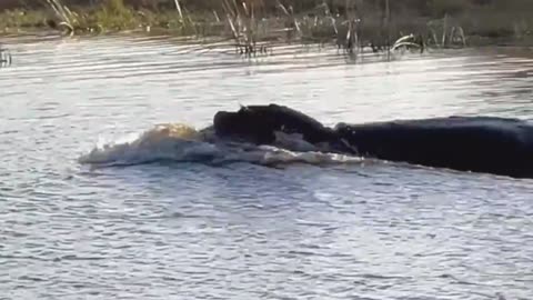 HIPPO ATTACKS 3 LIONS CROSSING THE RIVER