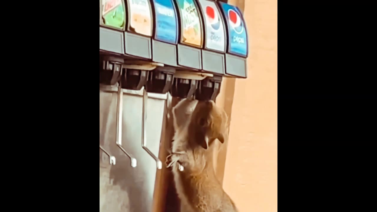 Hilarious Squirrel Antics: This Little Acrobat Will Make Your Day