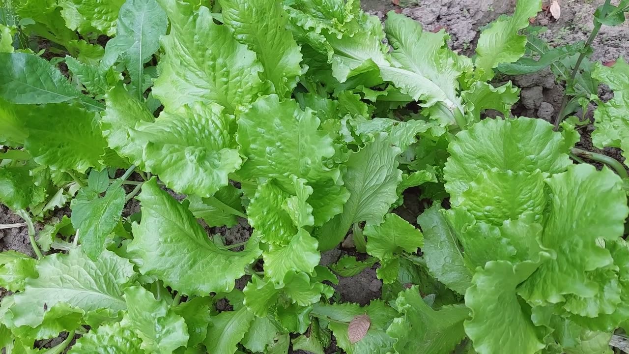 🌱 7 Awesome Reasons to Try Container Gardening Lettuce Today! 🥬