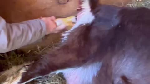 Will This Baby Goat Survive?