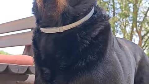 My older dog's reaction to our new puppy 😎 he isn't quite feeling it 😂