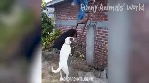 Best Funny Animal Videos😺 - Funniest Dogs And Cats Videos 😇Please Follow