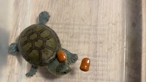 Turtle is Staying Calm in the Chaos part2