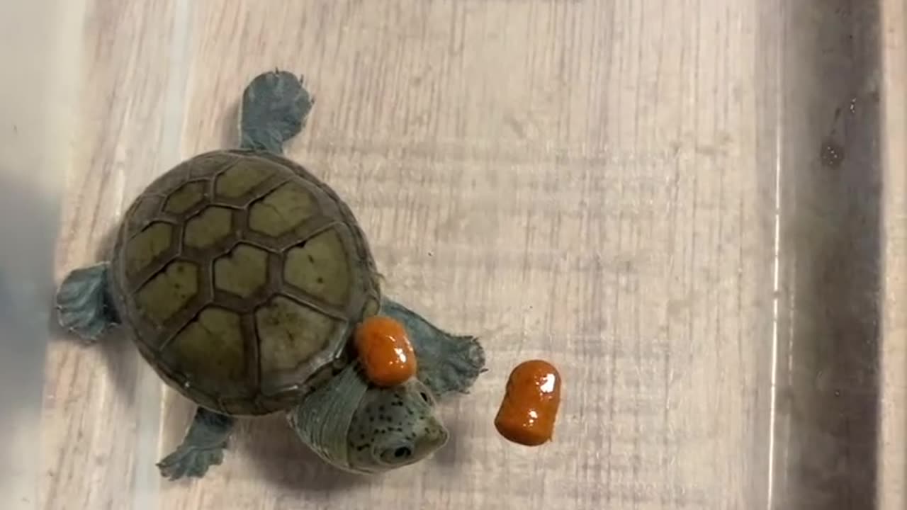 Turtle is Staying Calm in the Chaos part2