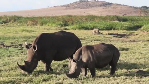 Animal Documentary | Rhino The Last Titan of the Wild