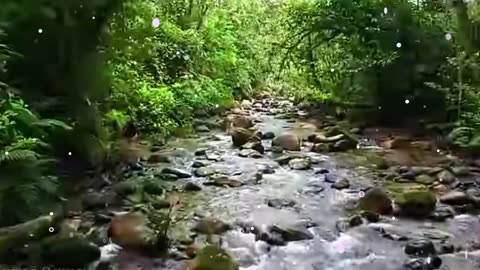 **"Amazon Rainforest 🌿 | The Lungs of the Earth 🌎 | Stunning Nature & Wildlife"**