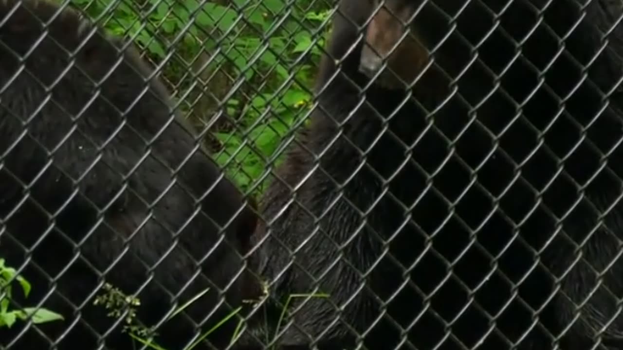 No animals harmful