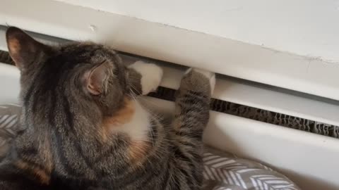 Cat Warms Paws On Baseboard Heater