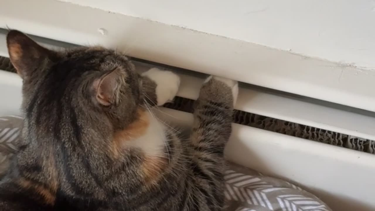 Cat Warms Paws On Baseboard Heater