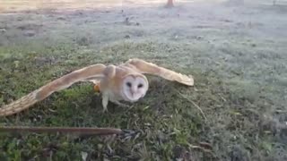 Dog Vs Owl