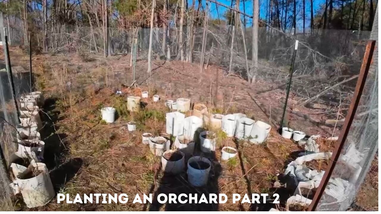 Planting an Orchard Part 2