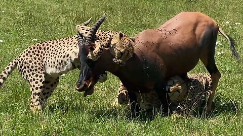 The Majesty of the Hunt: A Cheetah's Swift Pursuit"