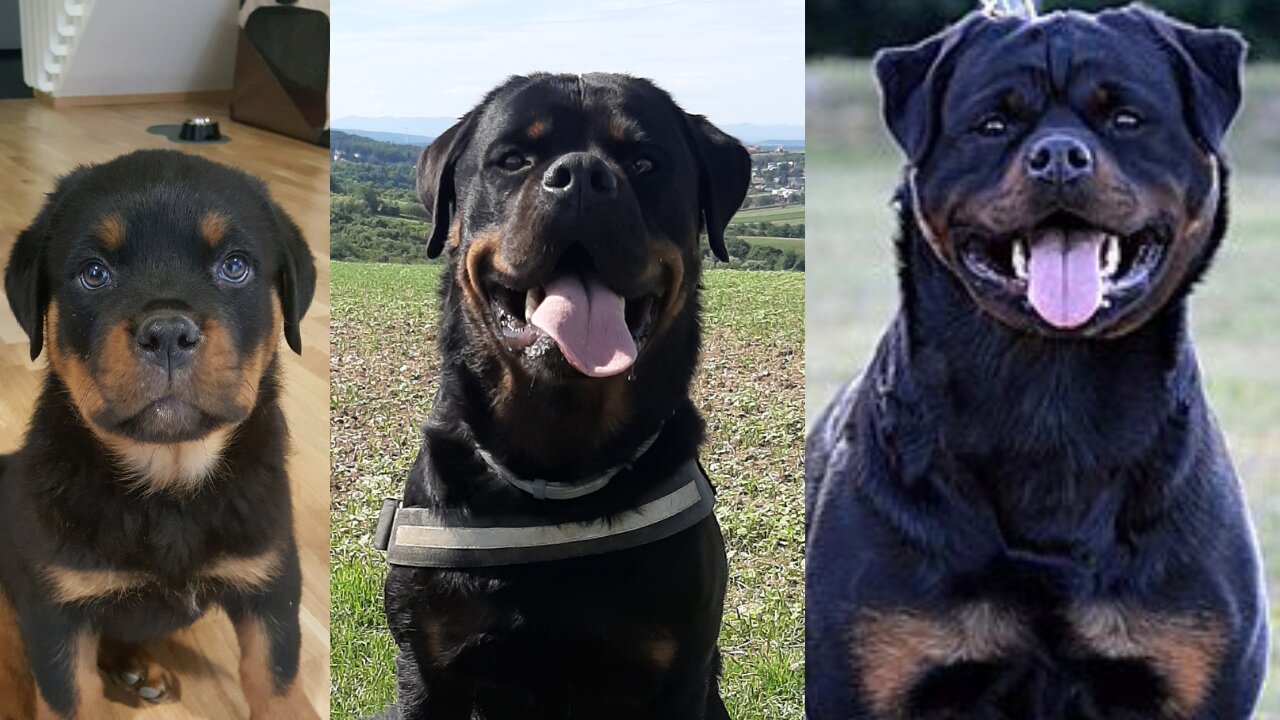 A Rottweiler's Journey: Growing Up with Hector [6 Weeks to 3 Years - 1080p]