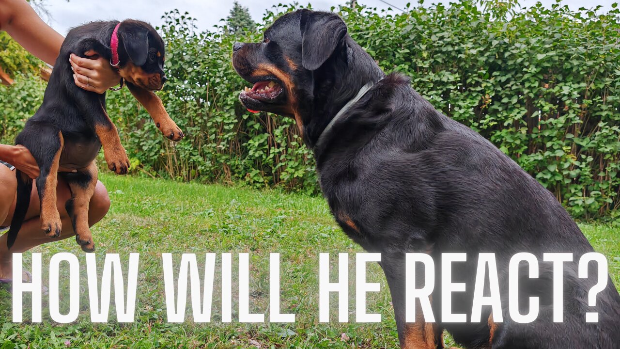 Rottweiler Meets Our New Rottweiler Puppy For The Frist Time !