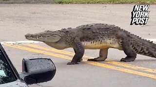 Massive 'human'-sized crocodile struts its stuff in Florida