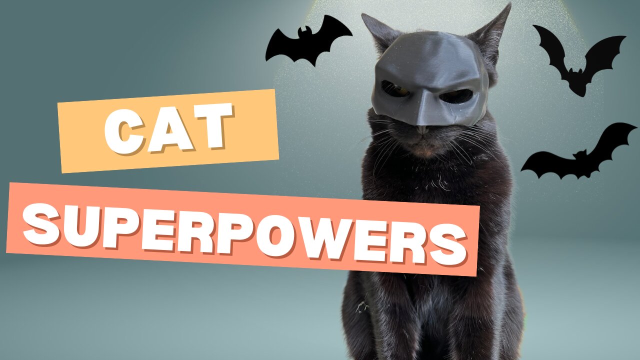 3 Cat Superpowers That Will Blow Your Socks Off!