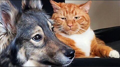 Hilarious Cat CHASES Dog 😯 | FUNNIEST Animals and Pets