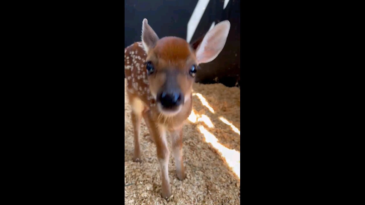 Baby Bo