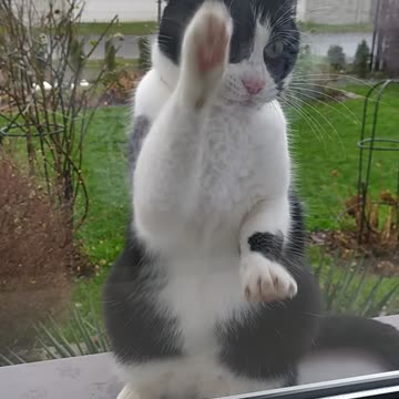 Gabriela dance 🌟😸🤣