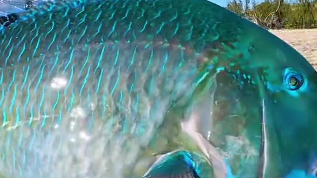 Here is the BEST LOOKING fish on earth! Wow