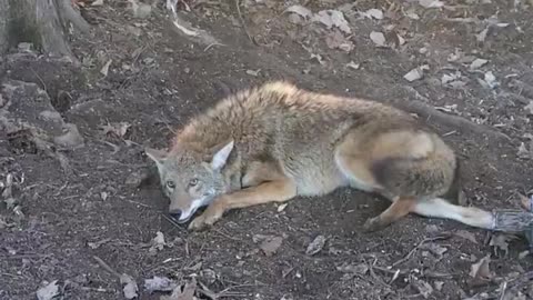 Fourth coyote of the year