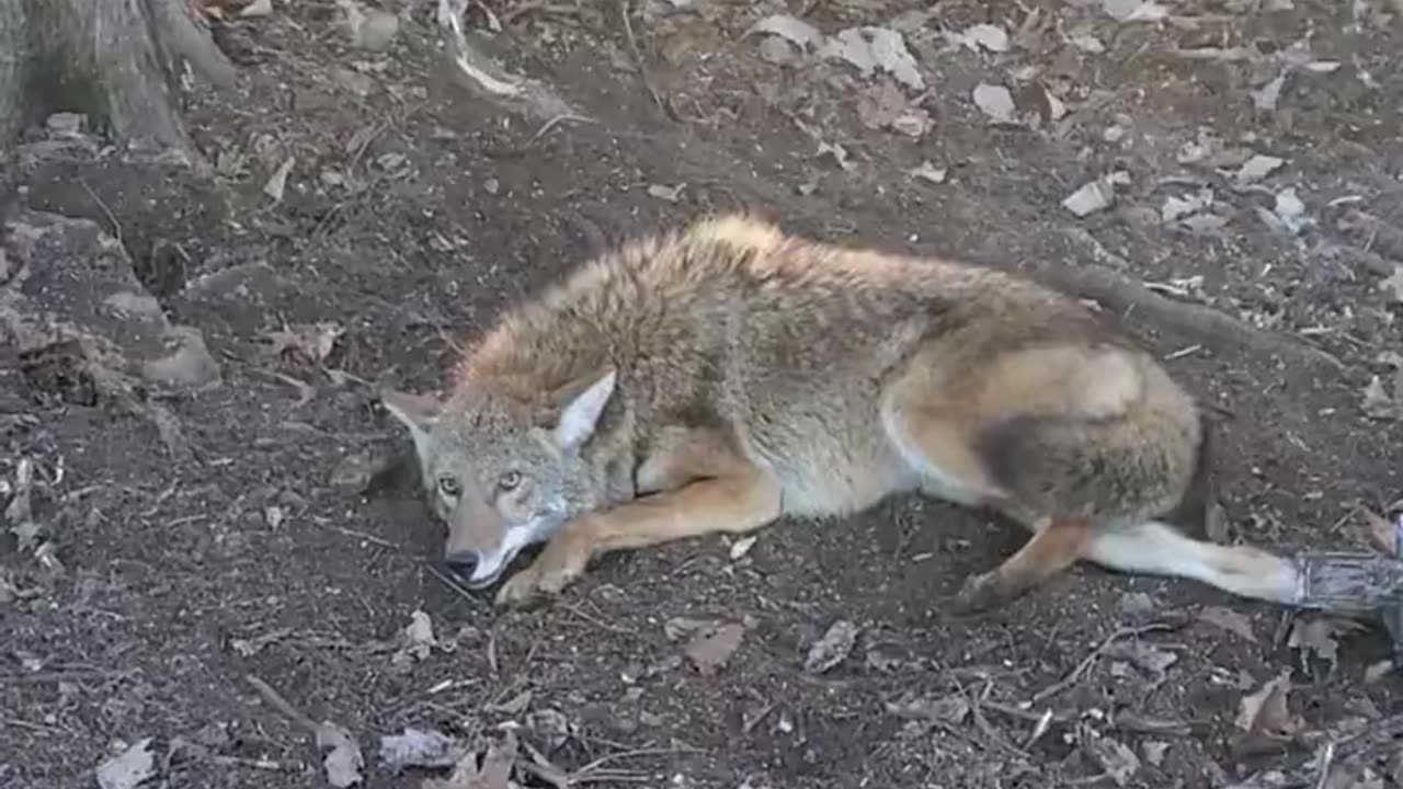 Fourth coyote of the year