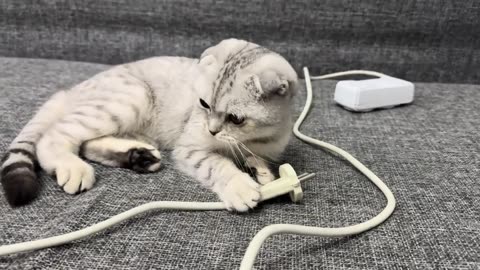 Funny and Adorable Adventures of Mila the Cat The Family’s Favorite