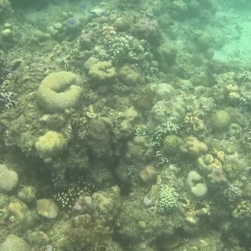 Afternoon Snorkeling
