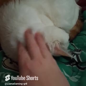 Molly Sleeping In Another Nest