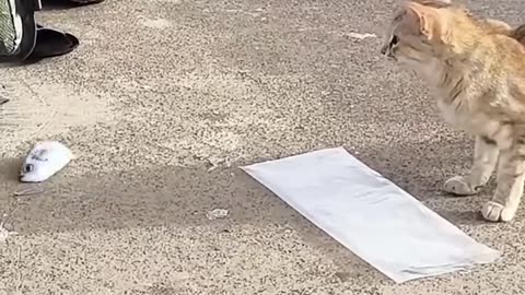 The fisherman gave the fish to the cat