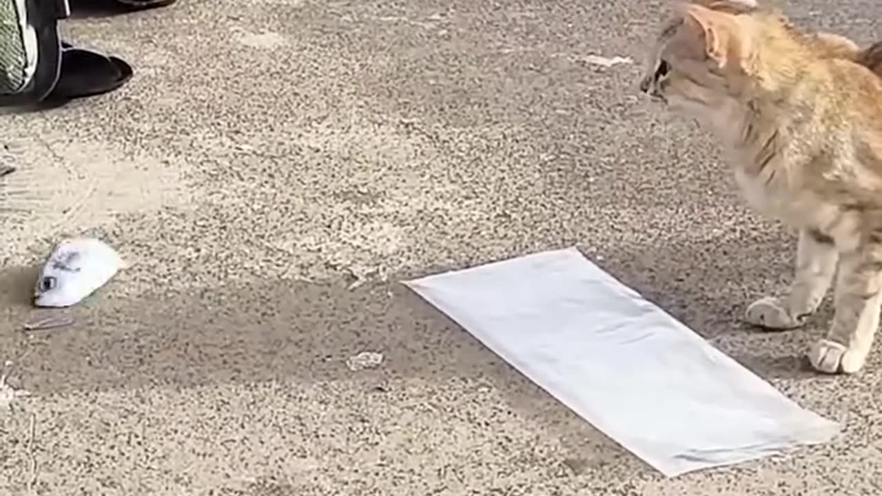 The fisherman gave the fish to the cat