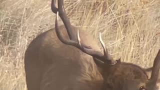 Unique 1x5 Bull Elk - Spotted During Deer Season- Marksman’s Creed #deerhunting #elk #bullelk