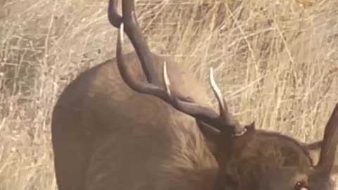 Unique 1x5 Bull Elk - Spotted During Deer Season- Marksman’s Creed #deerhunting #elk #bullelk