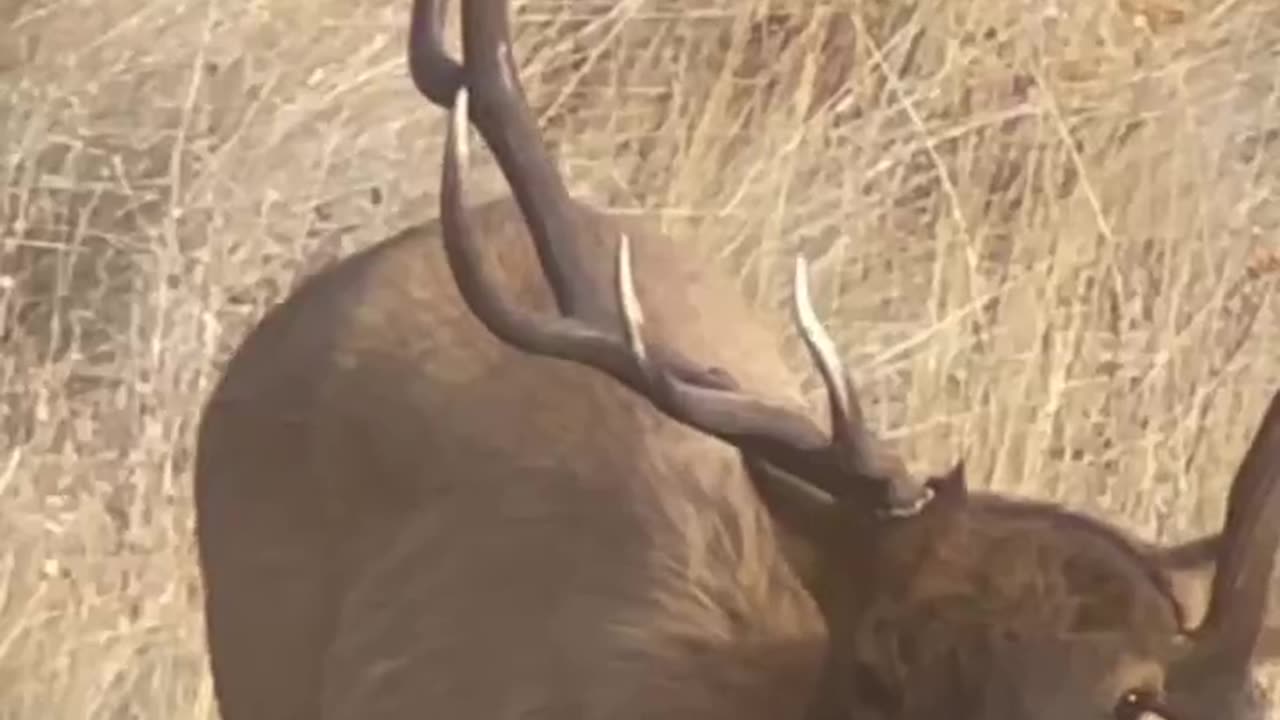 Unique 1x5 Bull Elk - Spotted During Deer Season- Marksman’s Creed #deerhunting #elk #bullelk