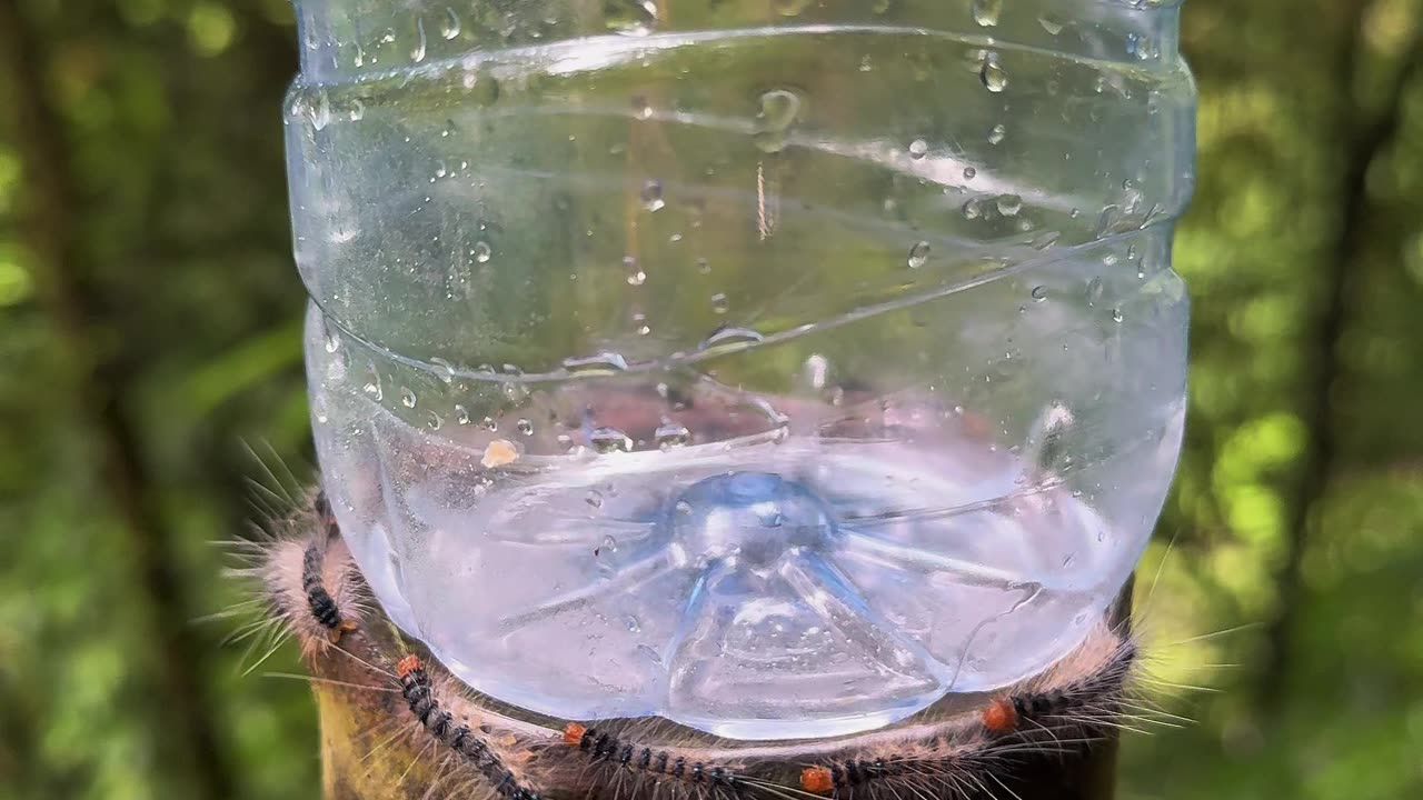 Сaterpillars Circle Water Bottle