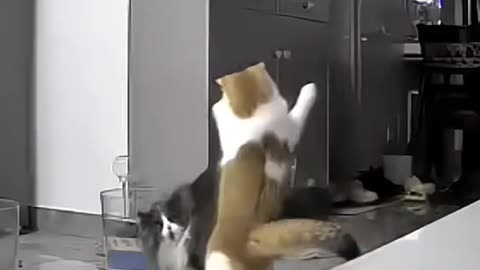 Funny cute cat