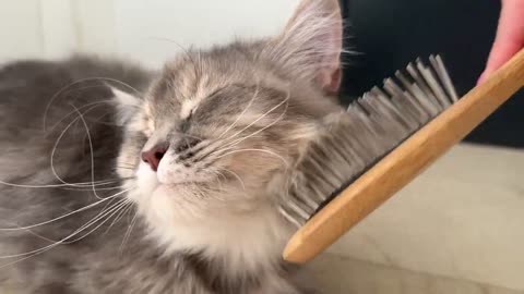 Funny Cat asks the Owner to pet it