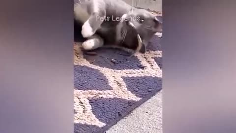 Funny cats