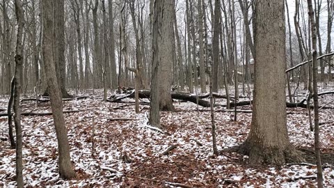 Snowy Morning in Southeast Michigan Forest