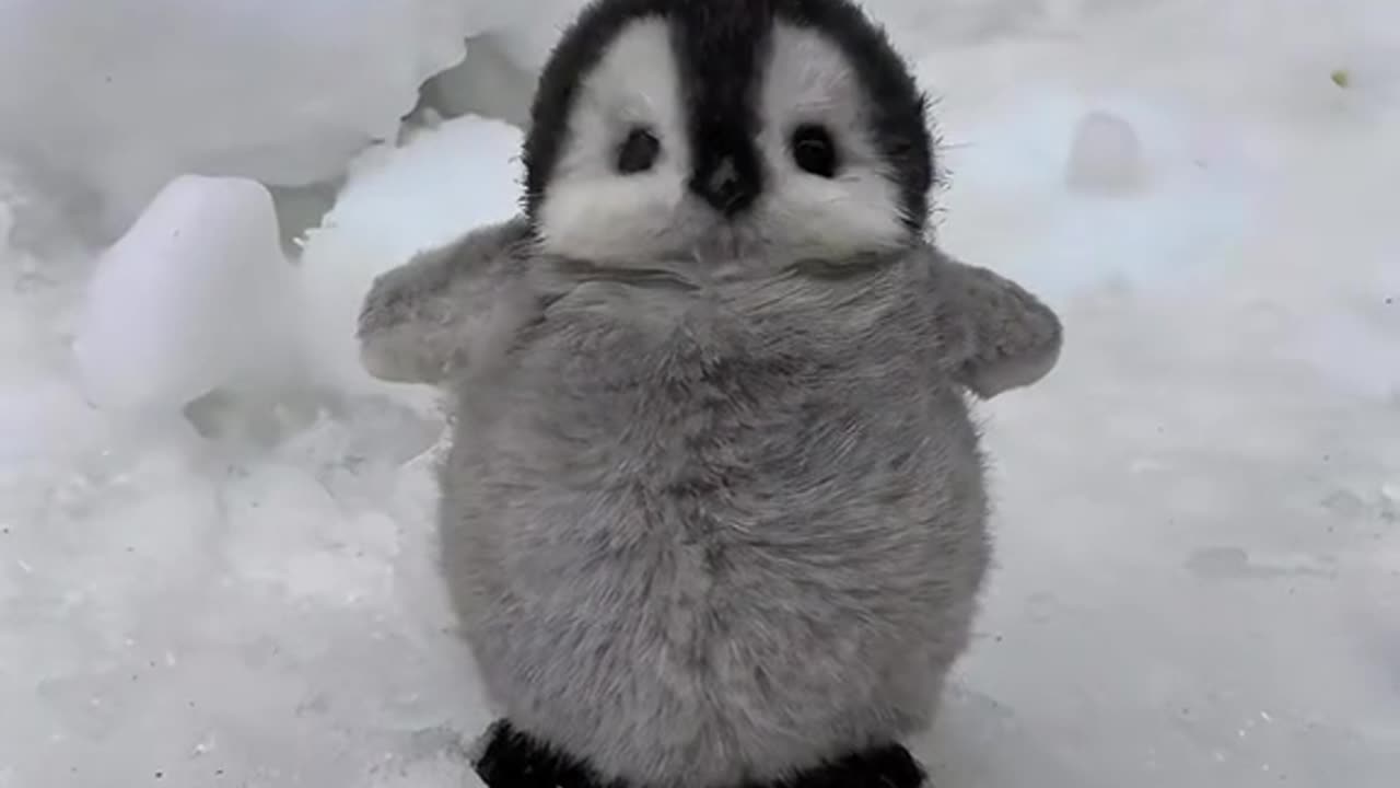 baby walk