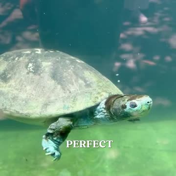 Most Hidden Best Zoo 😾🐢🐅