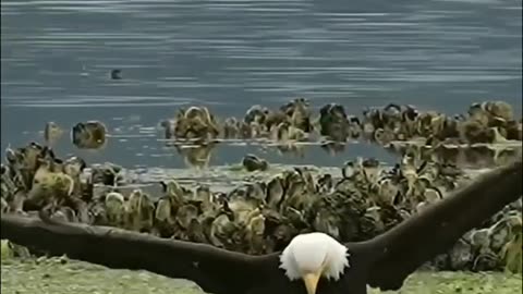 the bald eagl