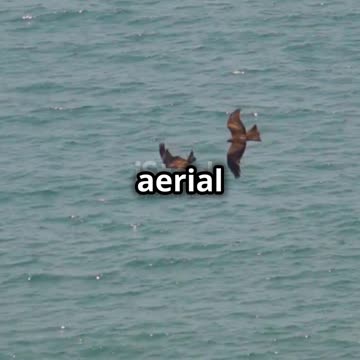 Eagle vs. Anaconda_ Epic Aerial Battle! 2025