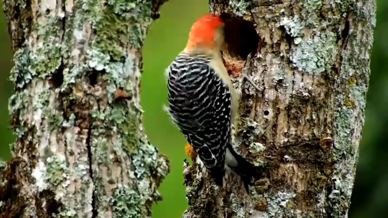 Relaxing with wildlife