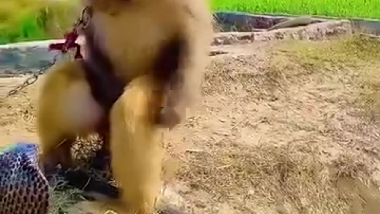 You will not believe what the cobra did to the monkey