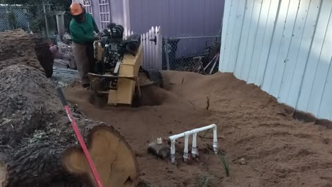 Stump Grinding after hurricane Milton Giant oak trees Vermeer Hydraulic Machine